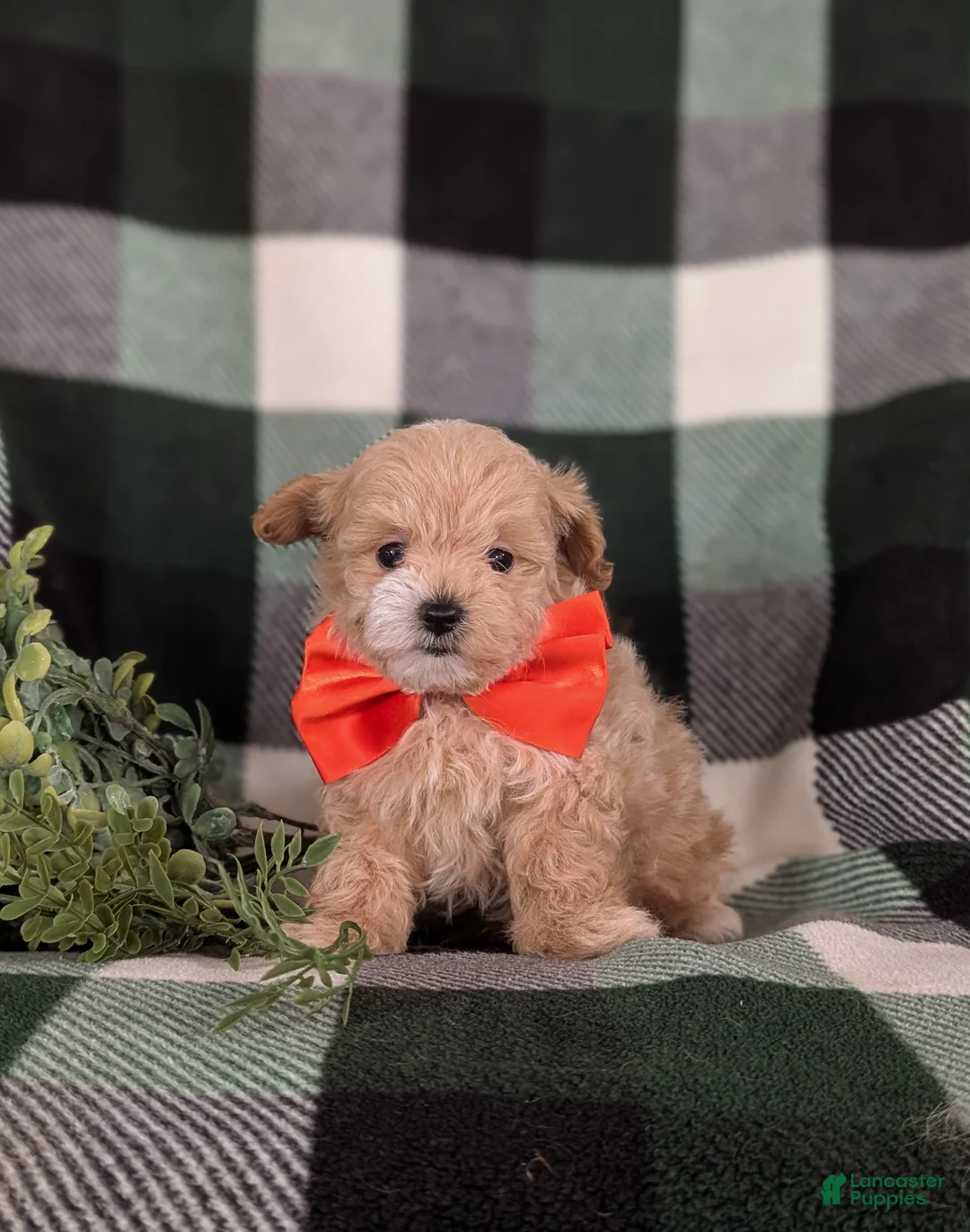 Maltipoo dogs for sale: Fleming 5 lbs Full Grown - Ad 4