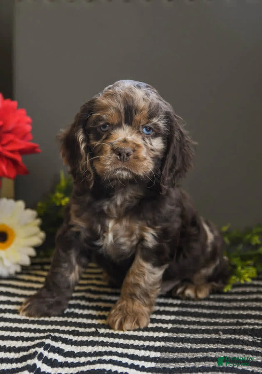 Gallery Image {{count}}