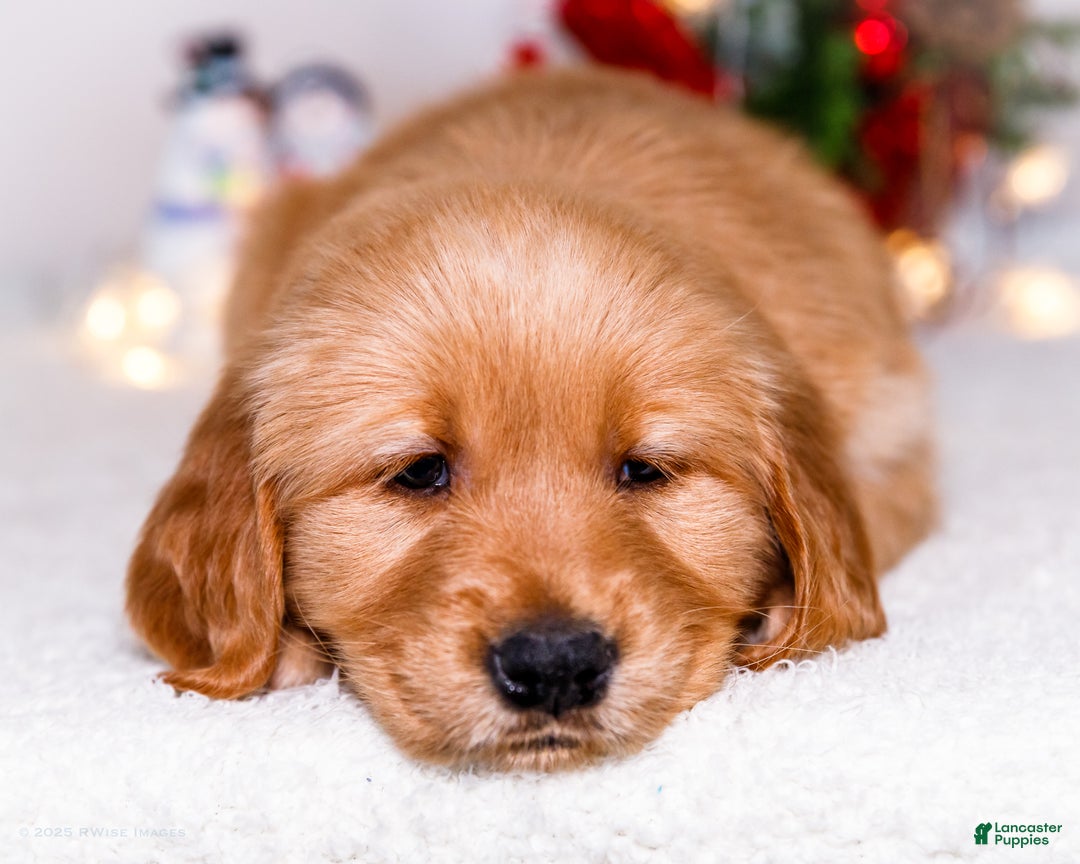 Golden Retriever dogs for sale: Elana - Ad 3