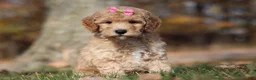 Miniature Poodle dogs for sale: Jewel (AKC) - Ad 4