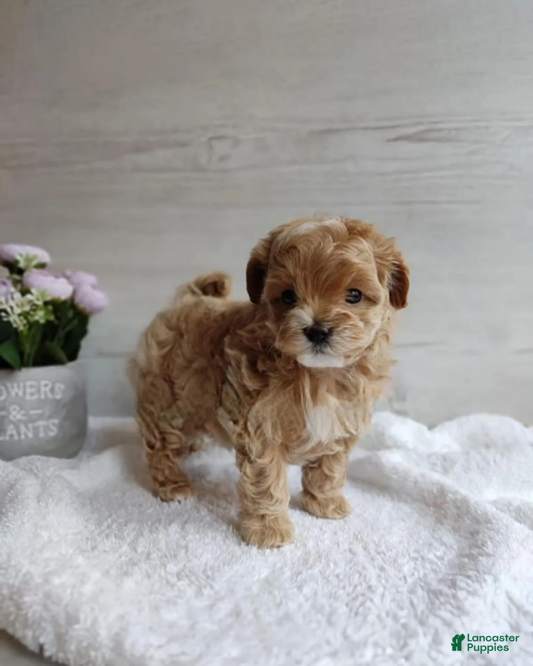 Maltipoo dogs for sale: Bill - Ad 1