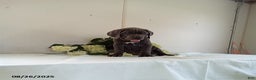 Cane Corso dogs for sale: Sugar - Ad 3