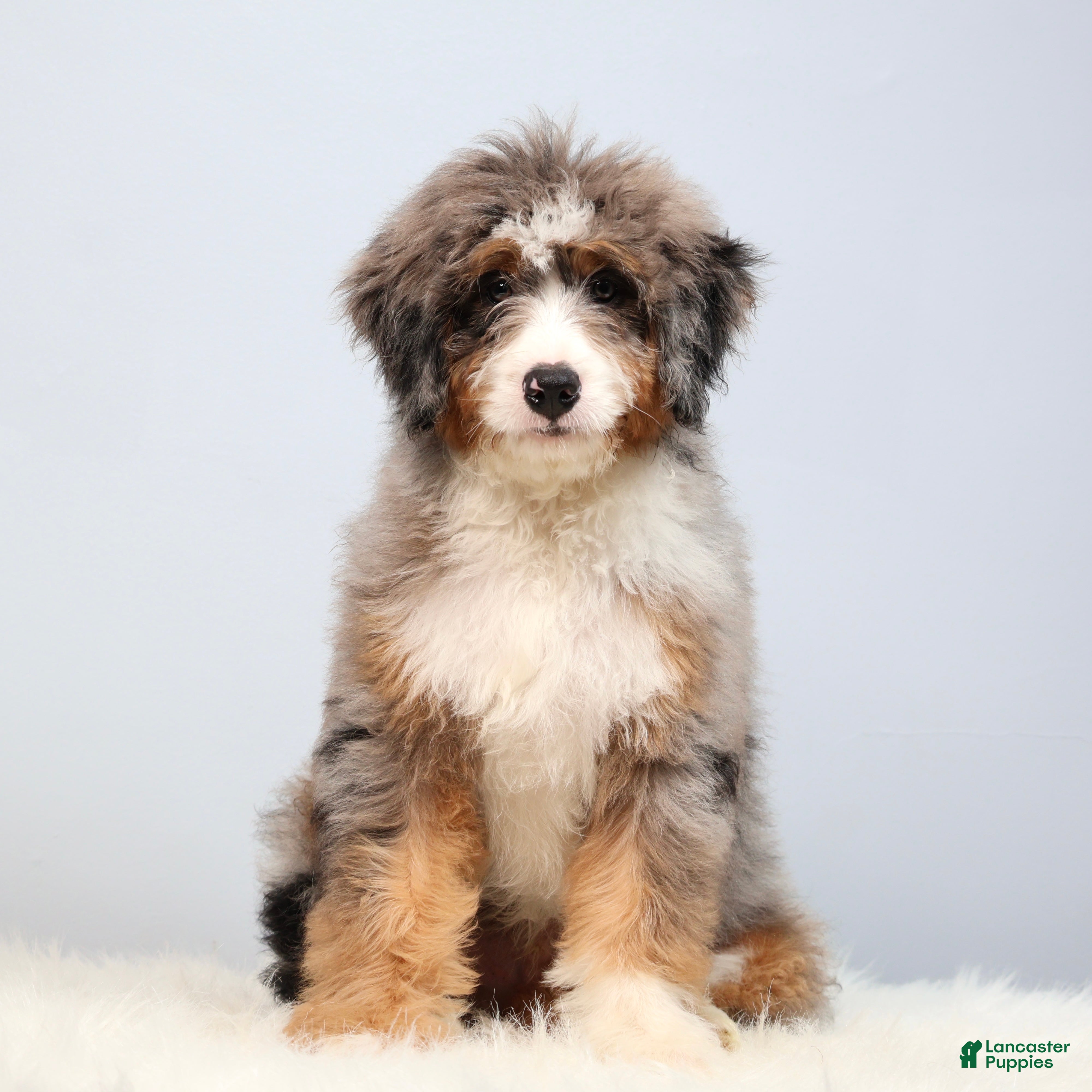 Mini Bernedoodle dogs for sale: Fido - Ad 3