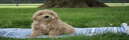 Mini Goldendoodle dogs for sale: Tilly - Ad 4