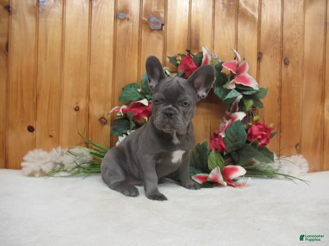 French Bulldog dogs for sale: AKC Raina - Ad 2