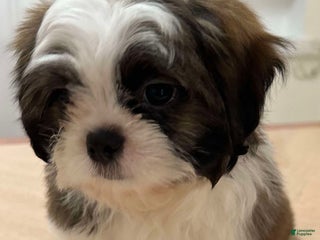Shih Tzu dogs Stella - Ad 41