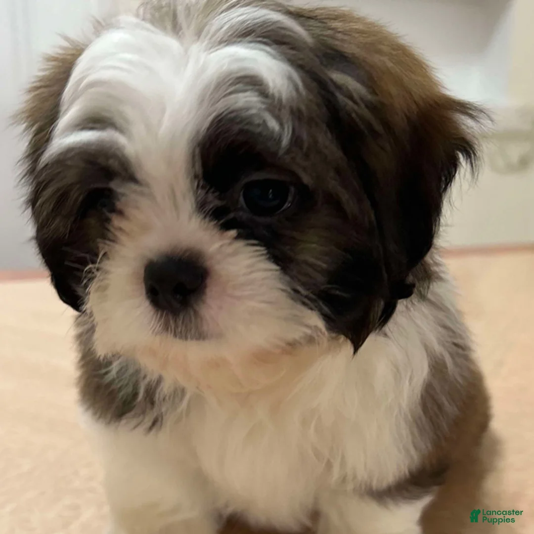 Shih Tzu dogs for sale: Stella - Ad 1