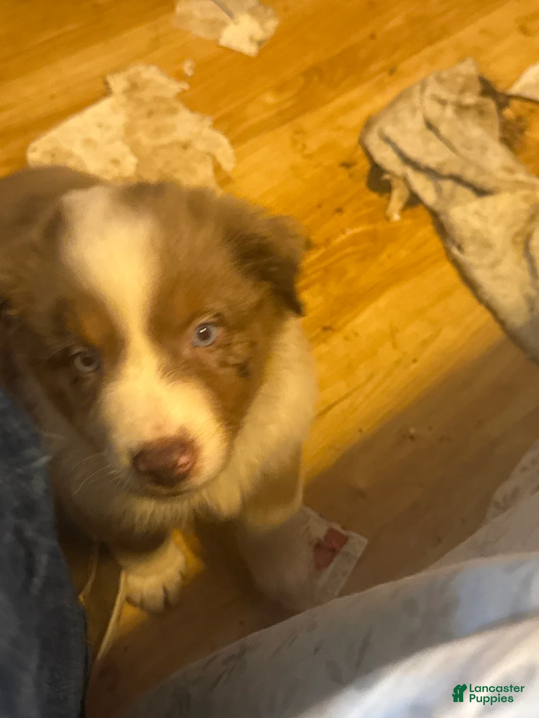 Australian Shepherd dogs for sale: Red Merle  - Ad 1