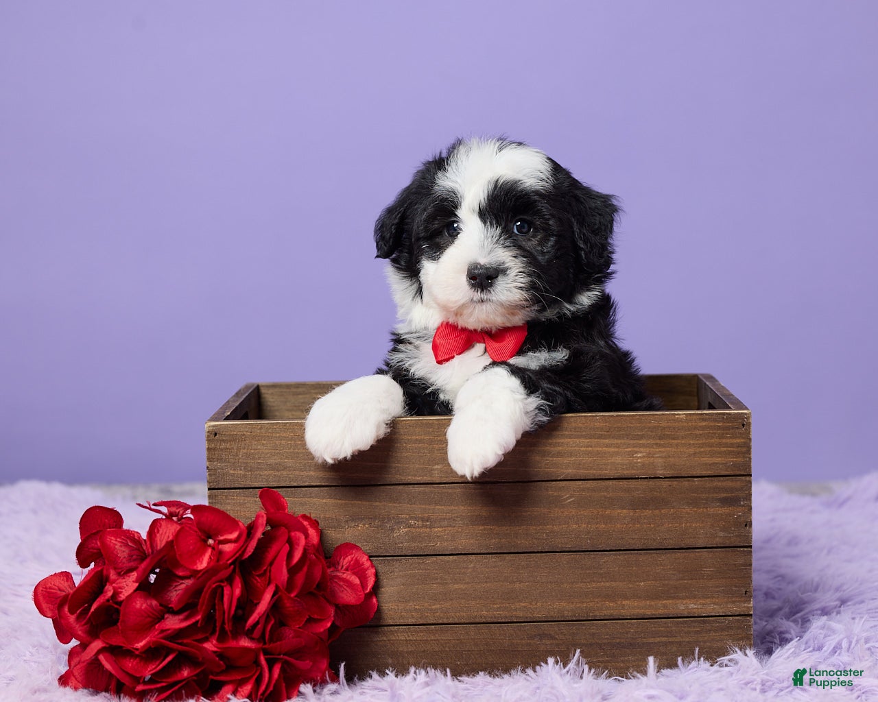 Mini Sheepadoodle dogs Sarge - Ad 1