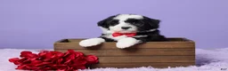 Mini Sheepadoodle dogs for sale: Sarge - Ad 1