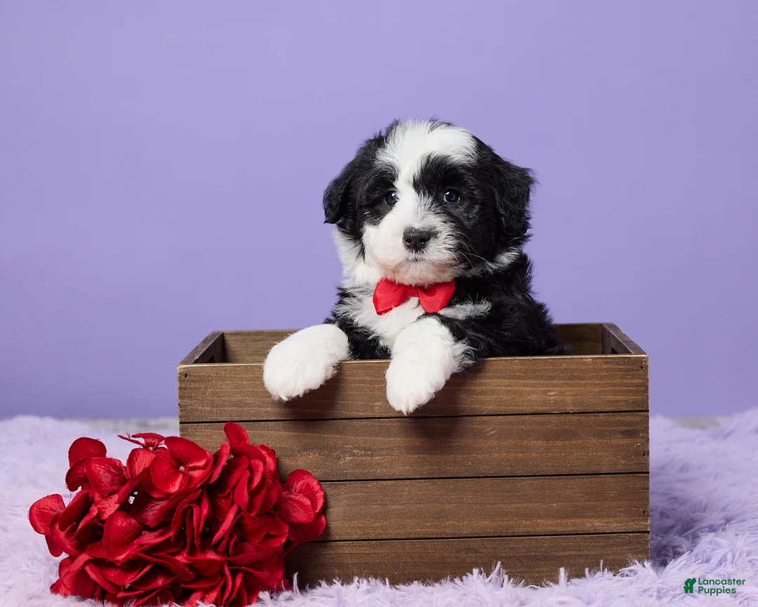 Mini Sheepadoodle dogs for sale: Sarge - Ad 1