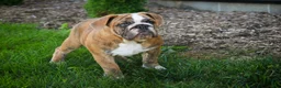 English Bulldog dogs for sale: Delsie English Bulldog leash trained and crate training in progress - Ad 12