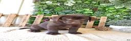 Labrador Retriever dogs for sale: Victor - Ad 3