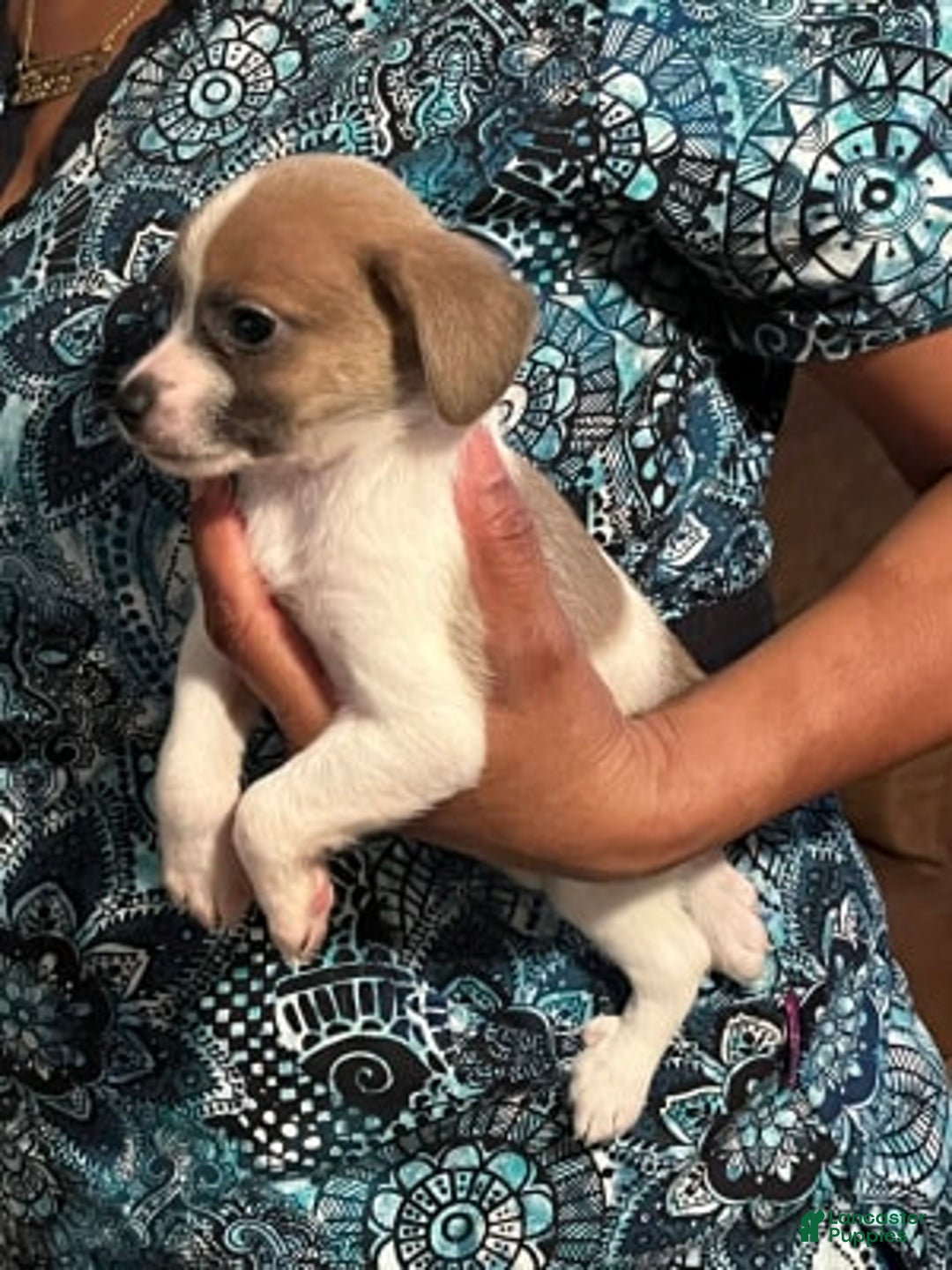 Gallery Image {{count}}