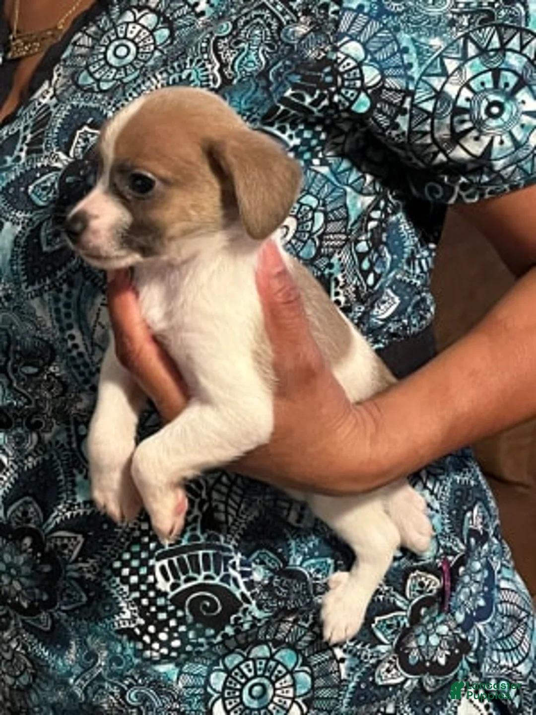 Gallery Image {{count}}