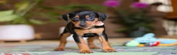 Miniature Pinscher dogs for sale: Tulip - Ad 5
