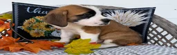 Saint Bernard dogs for sale: Boomer - Ad 4