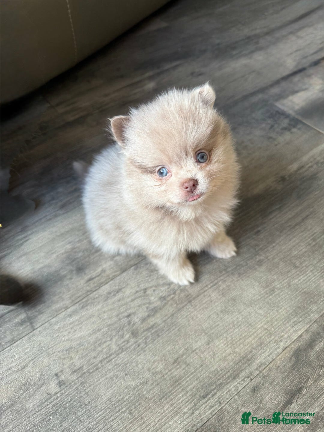 Images Of Rare Pomeranian Rare Lavender Pomeranian Lavender Pomsky