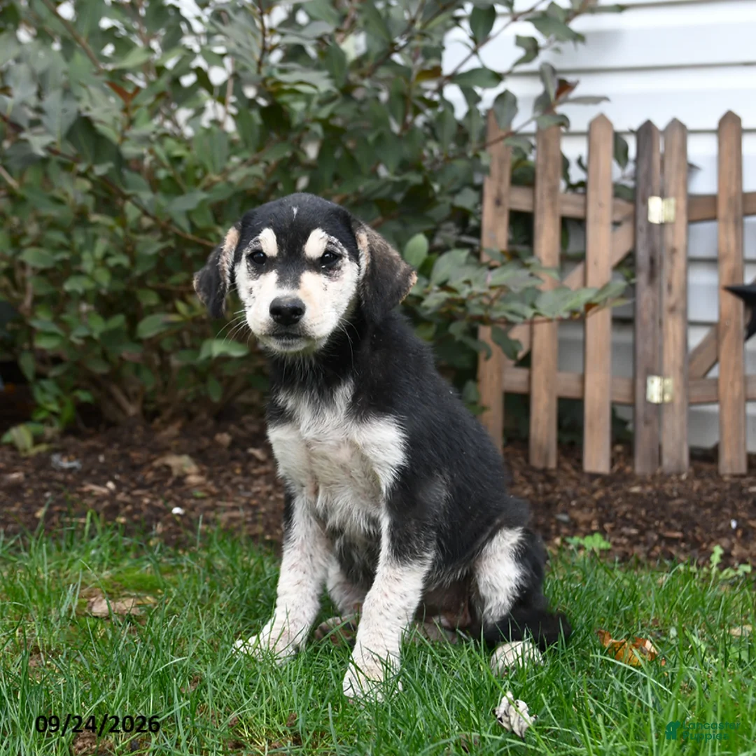 Mixed Breed dogs for sale: Rylee - Ad 3