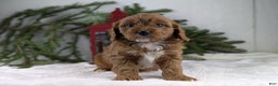 Cavapoo dogs for sale: Nicklous  - Ad 3