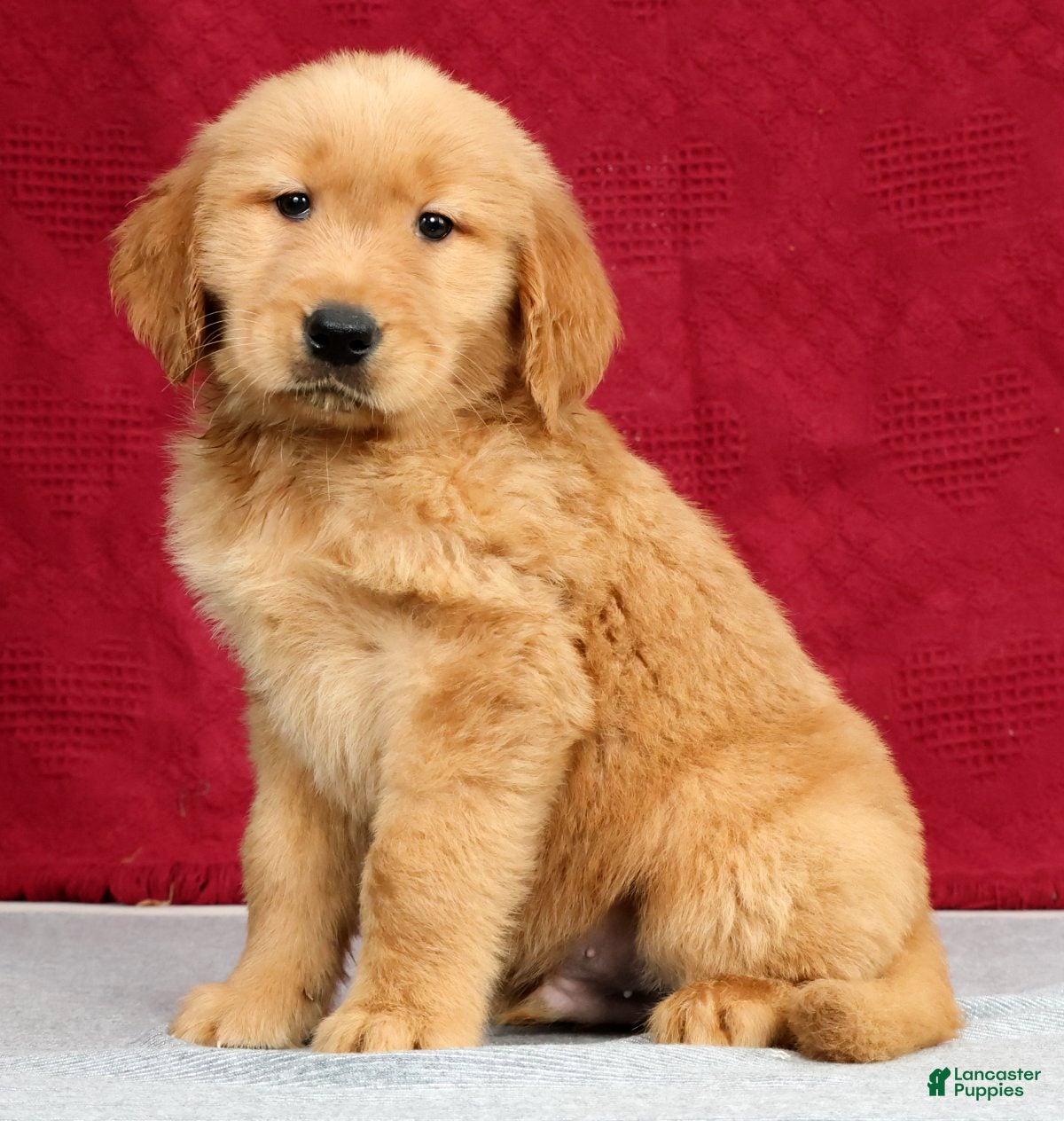 Golden Retriever dogs Jasper - Ad 1