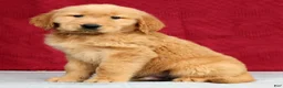 Golden Retriever dogs for sale: Jasper - Ad 1