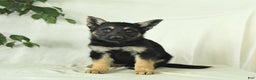 Gerberian Shepsky dogs for sale: Max - Ad 4