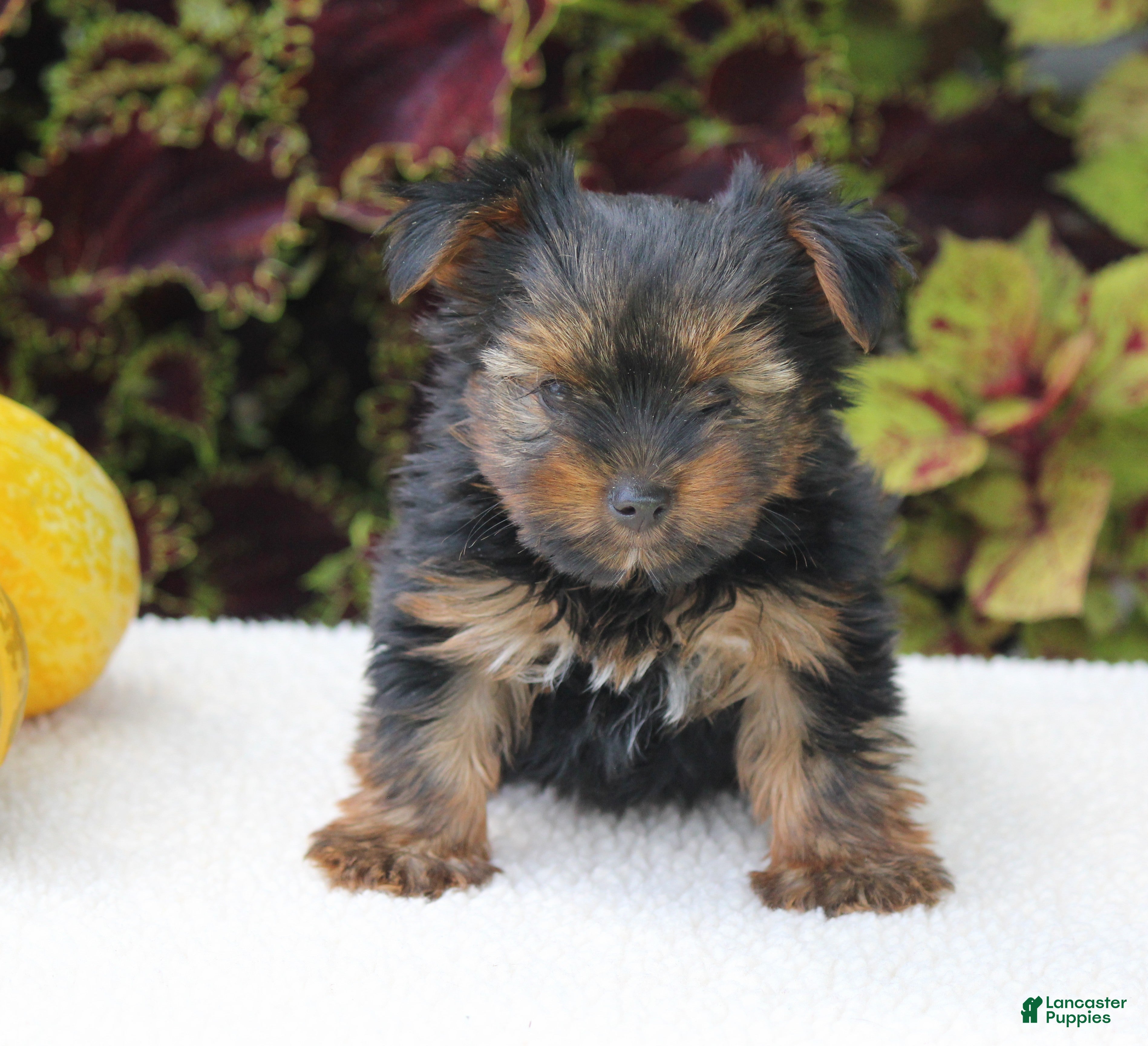 Yorkshire Terrier dogs Cooper - Ad 2