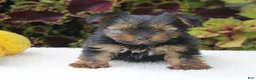 Yorkshire Terrier dogs for sale: Cooper - Ad 2