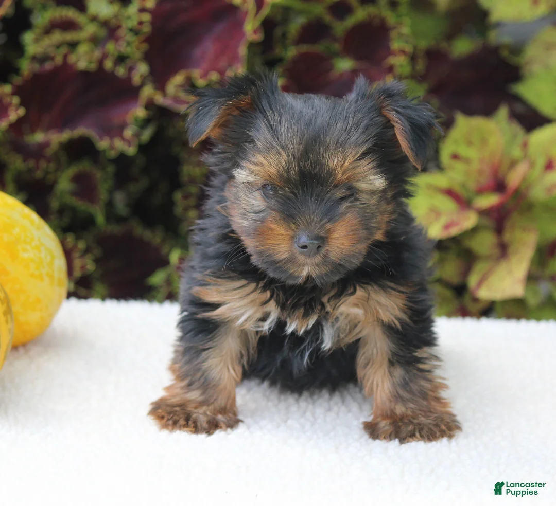 Yorkshire Terrier dogs for sale: Cooper - Ad 2