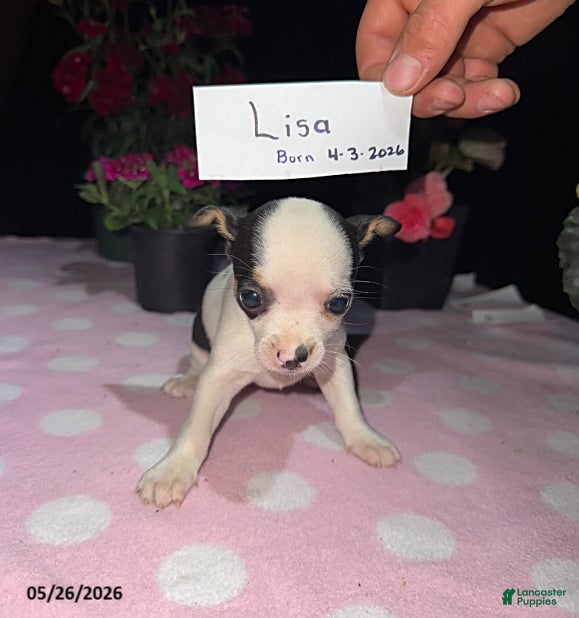 Chihuahua dogs Lisa - Ad 2
