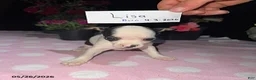 Chihuahua dogs for sale: Lisa - Ad 2