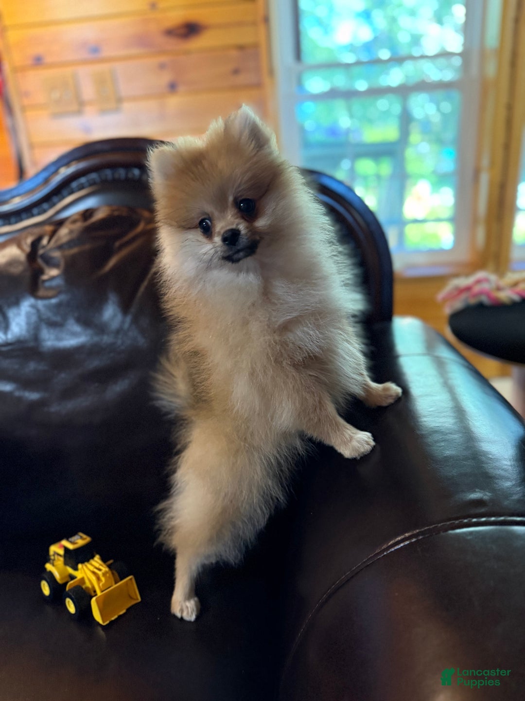 Pomeranian dogs for sale: Benji was his name~o - Ad 13