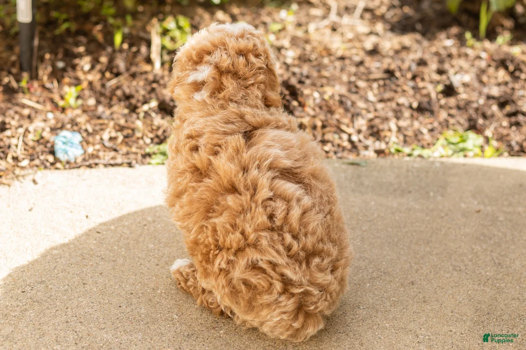 Miniature Poodle dogs for sale: Torin  - Ad 6