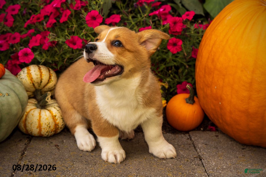 Welsh Corgi Pembroke dogs Tramp - Ad 2