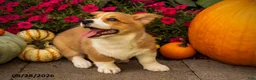 Welsh Corgi Pembroke dogs for sale: Tramp - Ad 2