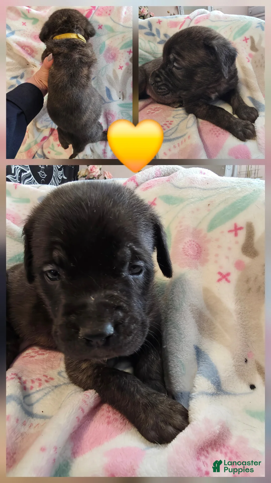 English Mastiff dogs for sale: English Mastiff Puppy 💛 - Ad 2