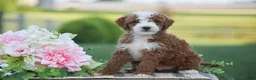 Mini Goldendoodle dogs for sale: Russell (F1B) - Ad 3