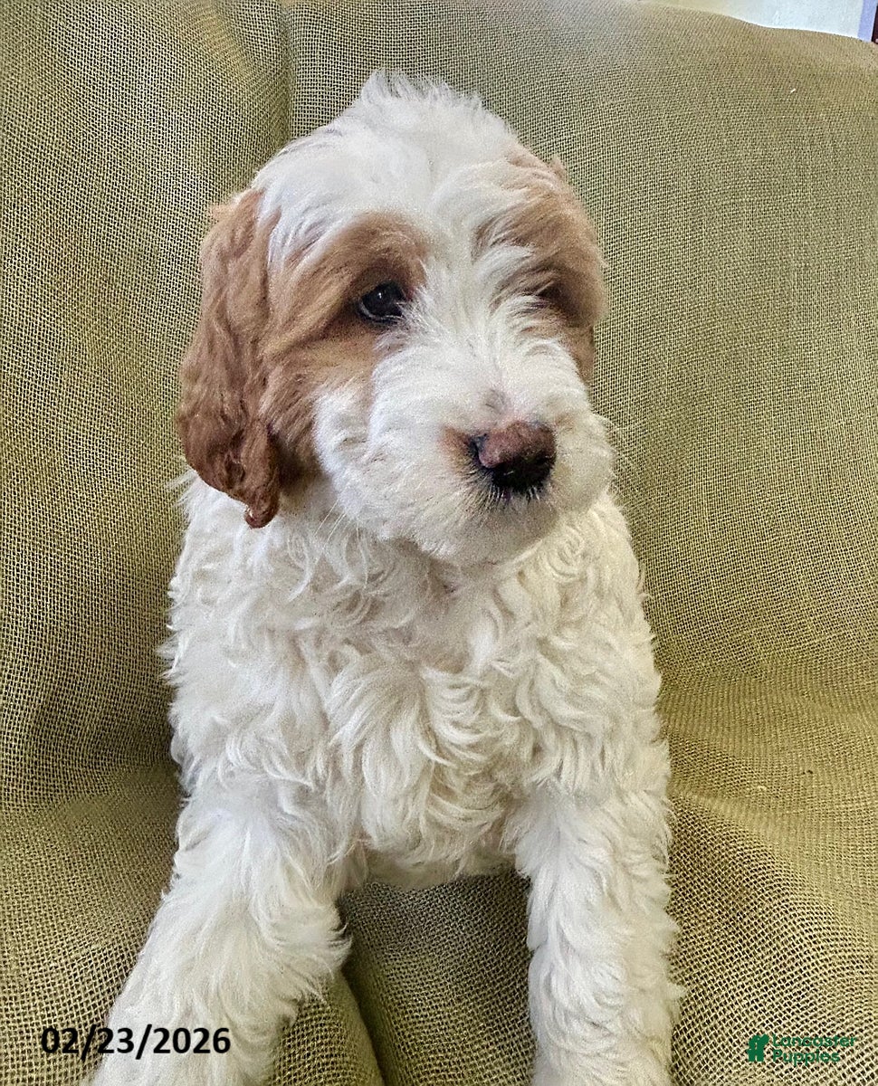 Mini Goldendoodle dogs Rocket - Ad 1