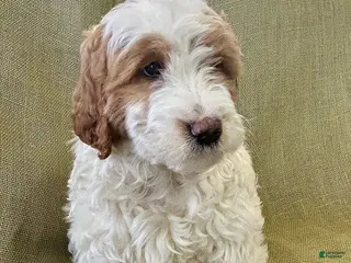 Goldendoodle dogs for sale: Rocket - Ad 3