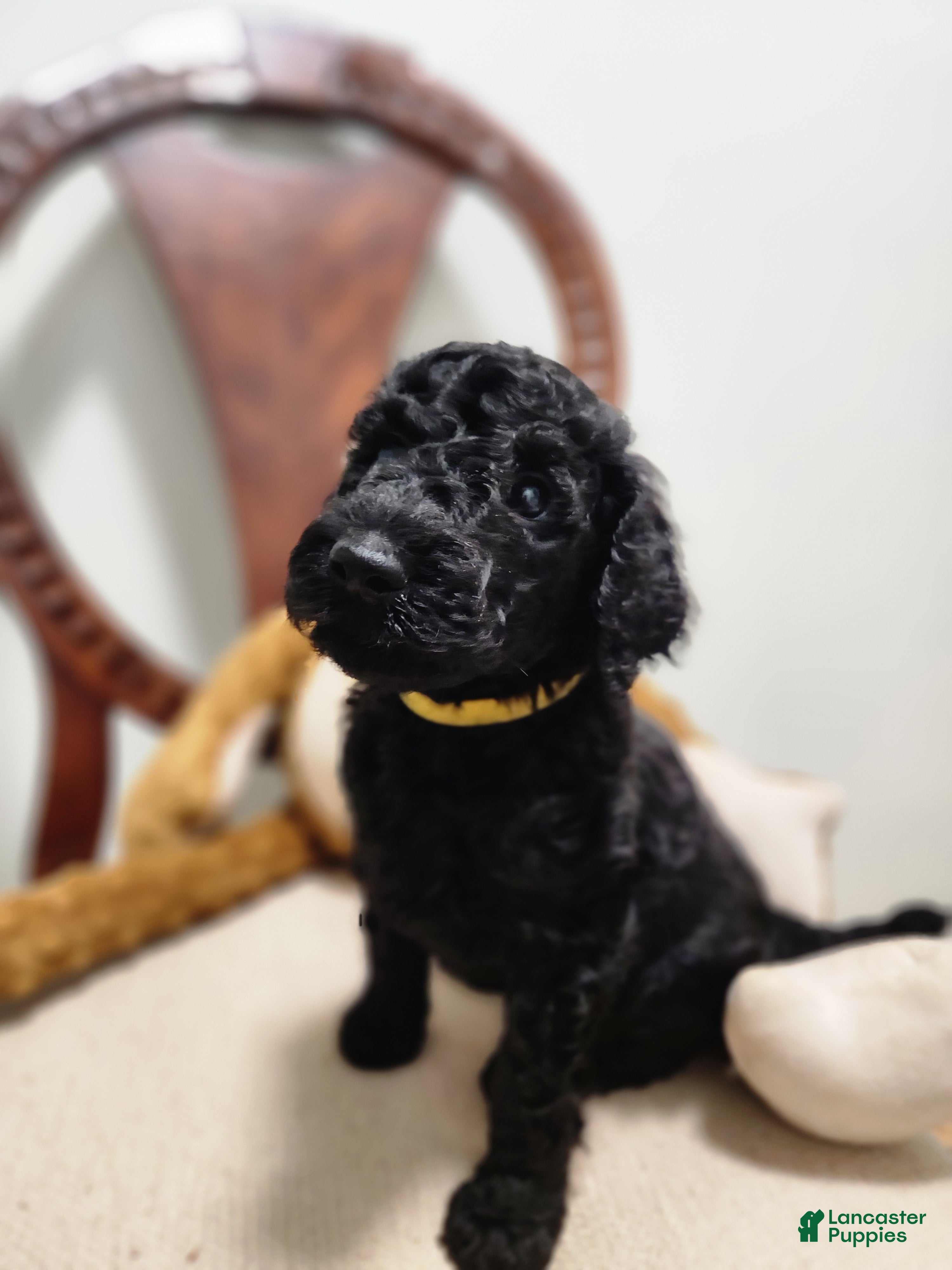 Standard Poodle dogs Baer - Ad 10