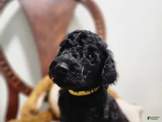 Standard Poodle dogs Baer - Ad 10