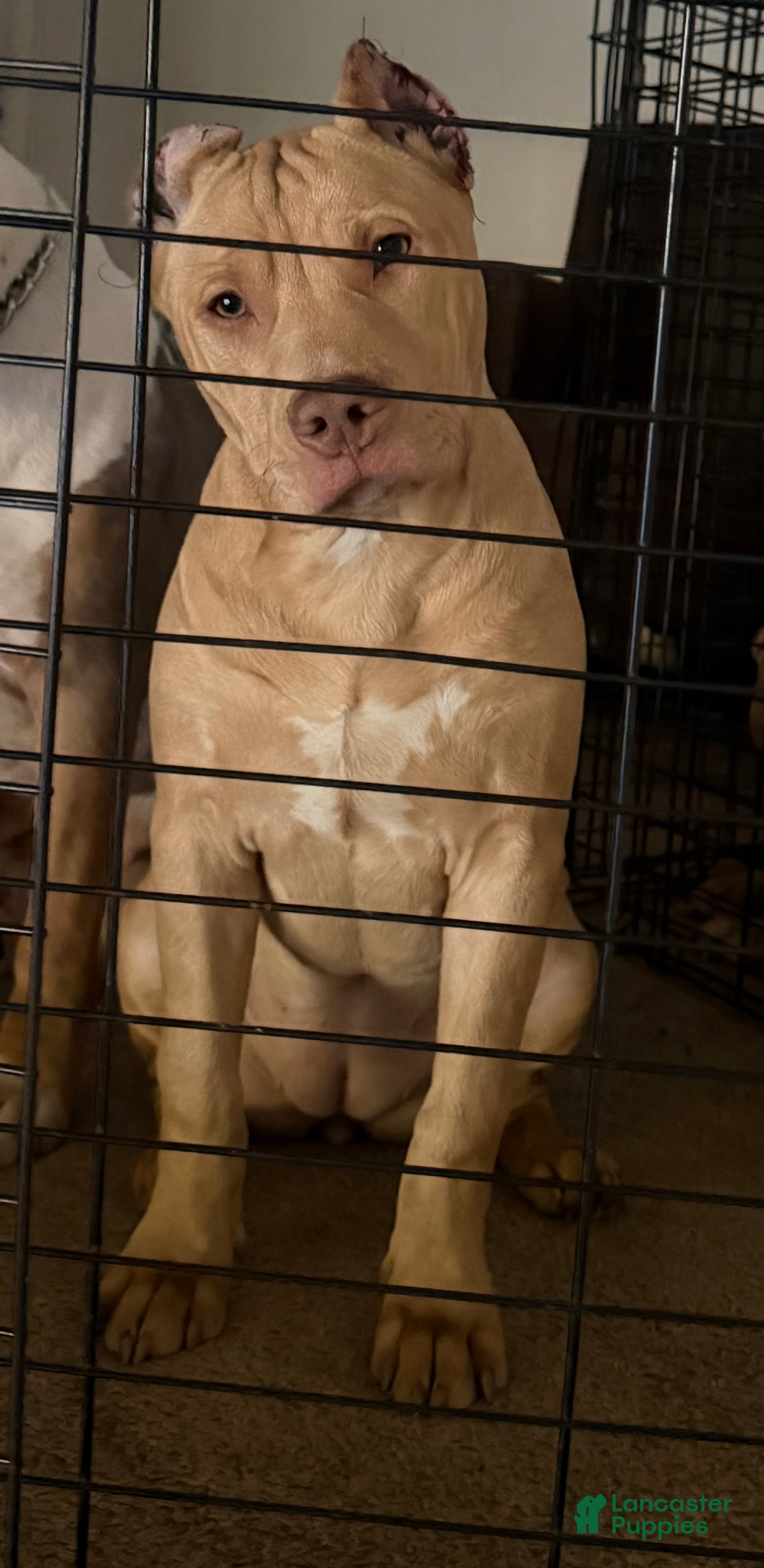 American Bully dogs Venus - Ad 2
