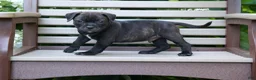 Staffordshire Bull Terrier dogs for sale: Moose 🐶 - Ad 14