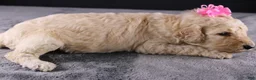 Standard Poodle dogs for sale: Dolly P - Ad 7
