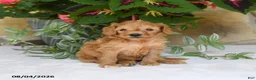 Mini Goldendoodle dogs for sale: Rosebud - Ad 2
