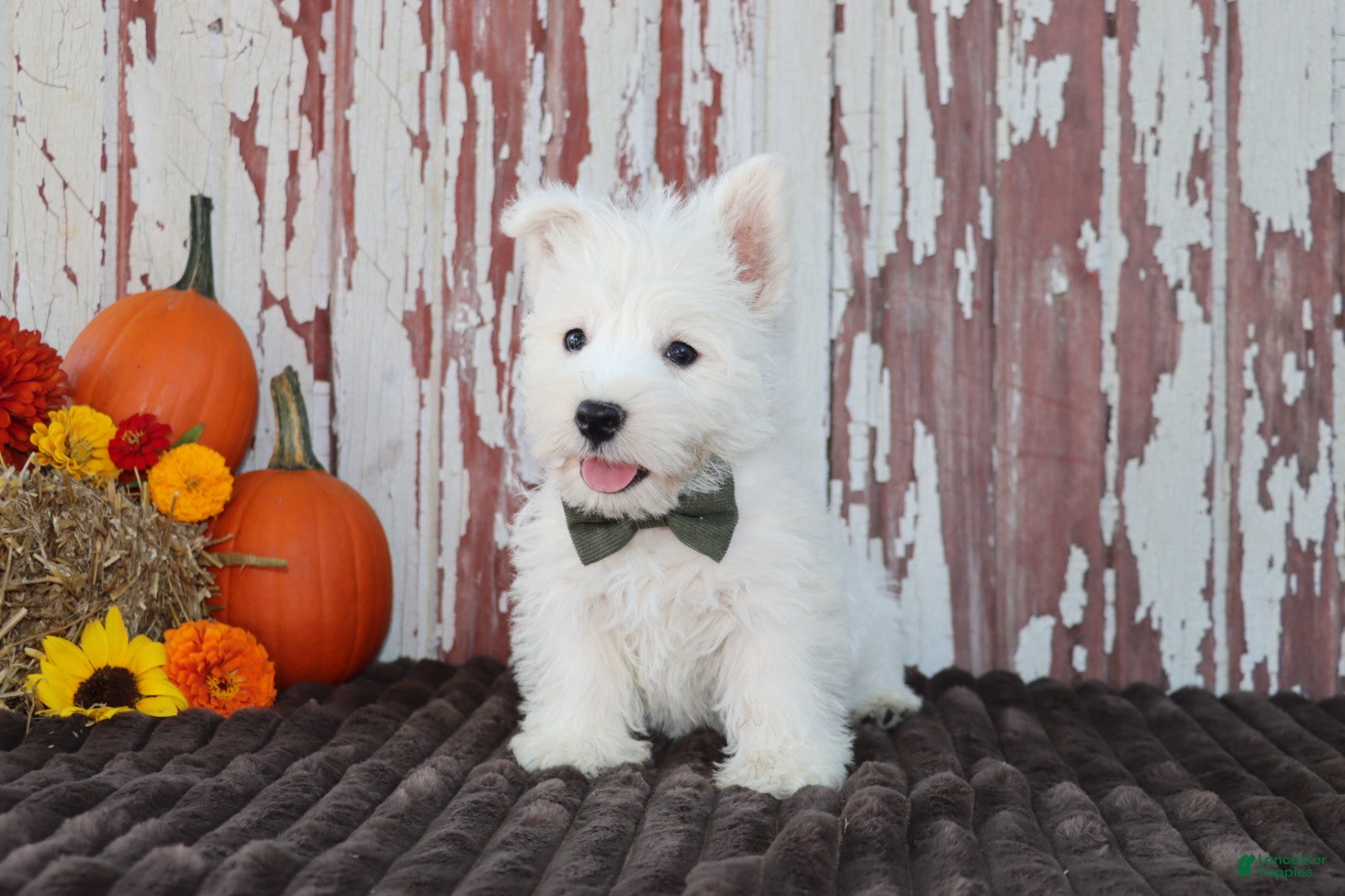 West Highland Terrier dogs Pedro  - Ad 1