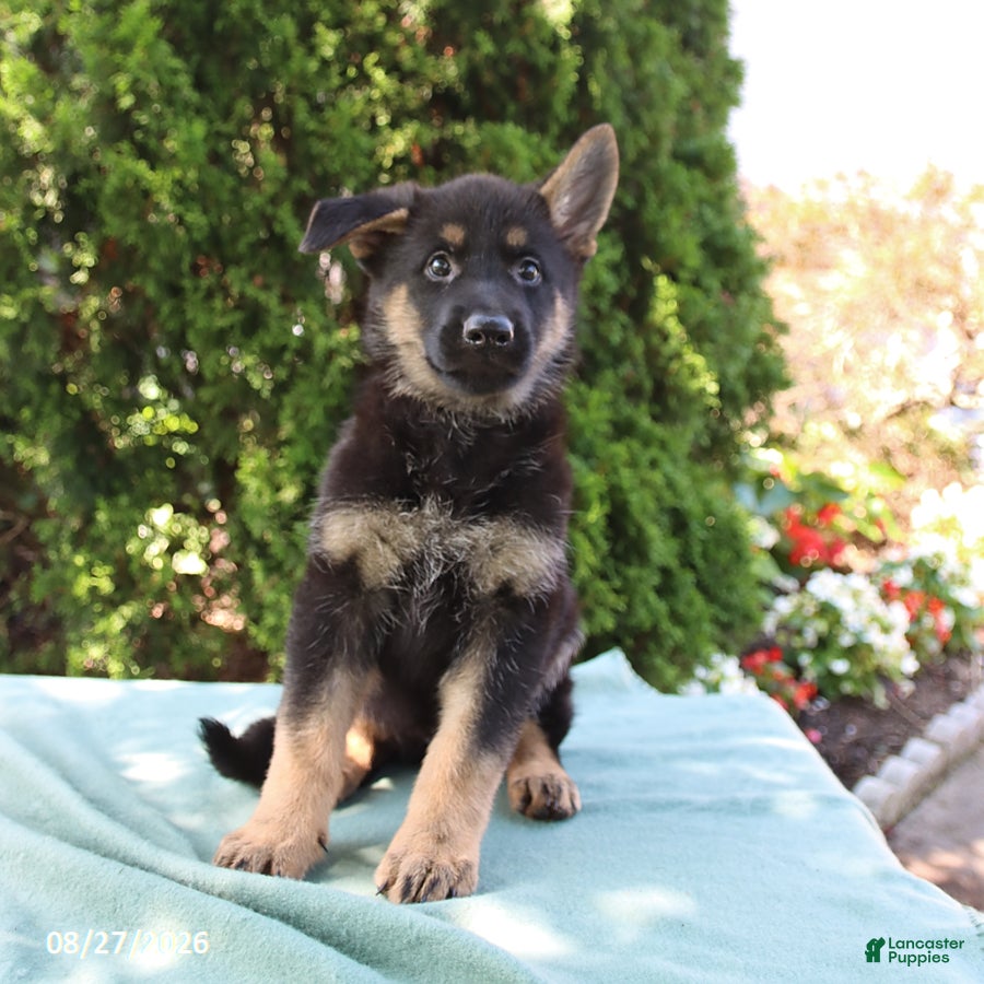 German Shepherd dogs Stella - Ad 2