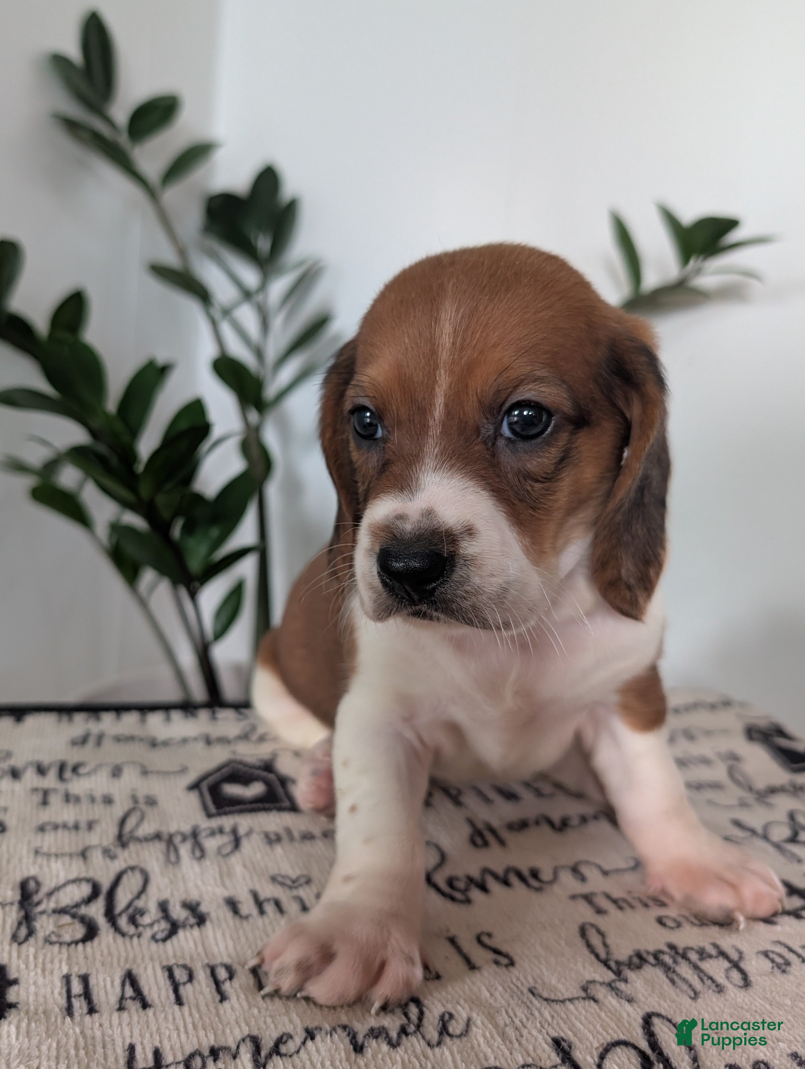 Mixed Breed dogs Mildred  - Ad 1