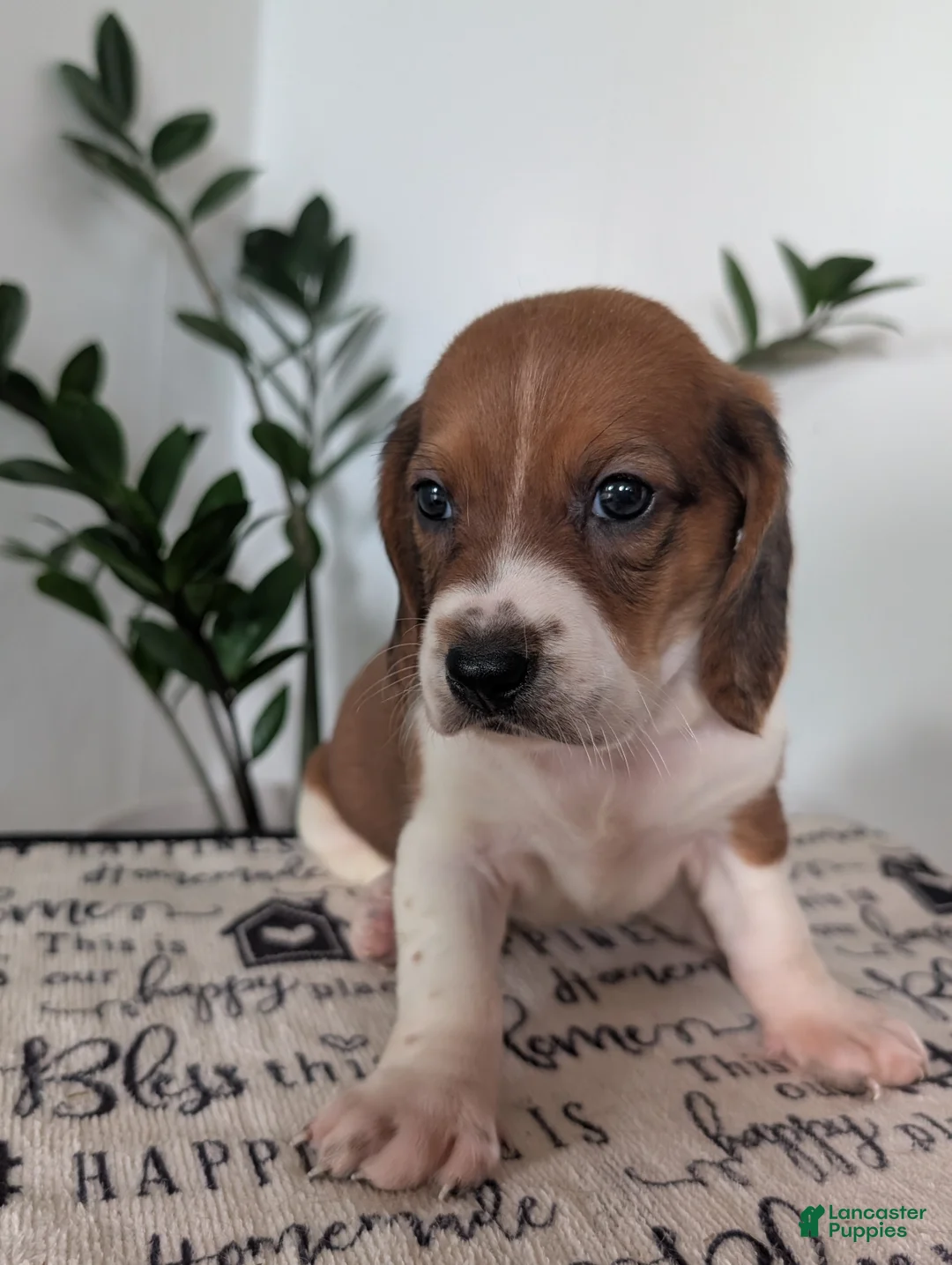 Mixed Breed dogs for sale: Mildred  - Ad 1